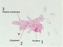 1.Nucleus
2.Cytoplasm
3.plasma membrane