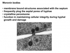 Spherical structures associated with the septum

Woronin bodies will frequently plus the spetal pore of hyphae

Function as a shut off value if hyphae are damaged