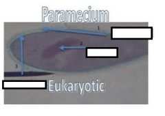 Label the Paramecium
1.
2.
3.