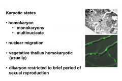 The vegetative thallus is usually homokaryotic

The dikaryon is restricted to a brief period of sexual reproduction