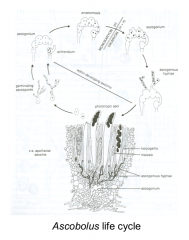 Memorize the life cycle

A good example of gametangial contact of Ascomycota