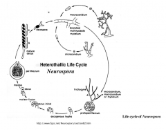 Memorize life cycle

Good example of microconidia which can function as a male gamete and germinate into a mycelium