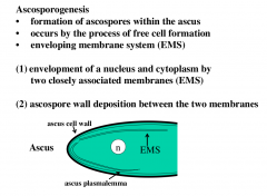Generates ascospores using an enveloping membrane system