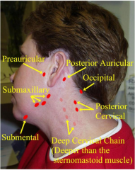 1. Palpate with pad of index/middle fingers in small circular motions:
a) Preauricular 
b) Postauricular
c) Occipital
d) Tonsillar
e) Submandibular
f) Submental
g) Superficial (anterior) cervical 
h) Supraclavicular
I) have pt turn towards side, p...