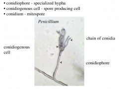 Specialized hyphae