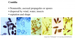 Nonmotile, asxual propagules or spores

Larger mitotic progaules that typically germinate and establish a new mycelium

In some cases can function as male gametes in spermatization of Ascomycota