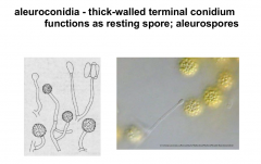Thick-walled terminal conidium functions as resting spore