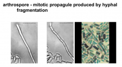 Mitotic propagule produced by hyphal fragmentation