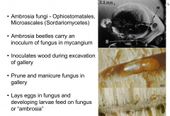 Mutualism between a fungus and a beetle

Ophiostomatales Microascales 

Cause of dutch elm disease