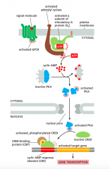PKA activation and gene transcription