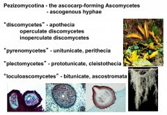 Ascocarp forming ascomycetes with ascogenous hyphae
