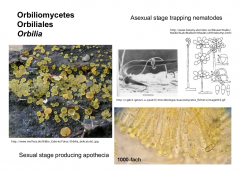 Order: Orbiliales  Class: Orbiliomycetes  Subphylum: Pezizomycotina  Phylum: Ascomycota  Kingdom: Fungi

Yellow apothecium on wood, asexual stage are nematode trappers