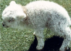 Results in early abortion, or the surviving lamb being undersized with an excessively hairy fleece.
