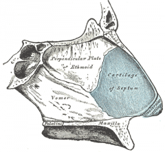 Cartilago septi nasi (septale kraakbeen); vomer; lamina perpendicularis van het os ethmoidale