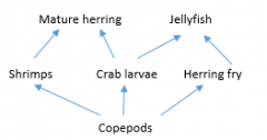 Discuss possible effects on n.o of jellyfish and mature herring, in the food web below, if the shrimp population was suddenly wiped out. 