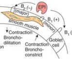Nothing is expected to occur. Beta-1 has minimal effects on smooth muscle contraction.