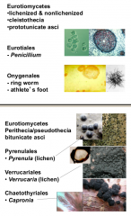 perithecia, pseudothecia, and cleistothecia ascostroma 

bitunicate and prototunicate asci