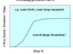 switching predator curve