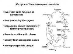 Draw the life cycle