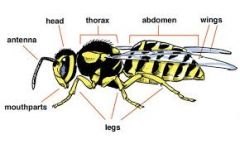 head, thorax, abdomen, 6 legs, 1 pair antennae, 2 pairs of wings (usually)
