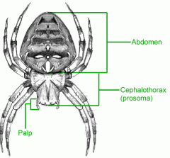 cephalothorax (head and thorax combined), abdomen, 8 legs, no antennae, 1 pair pedipalps