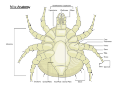 gnathosoma, idiosoma (abdomen and thorax combined), 8 legs 