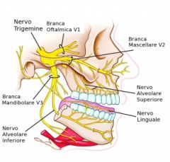 describe the course of the trigeminal nerve