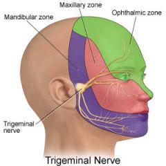 eyes, conjunctiva, orbital contents (lacrimal gland), nasal cavity, frontal sinus, anterior part of scalp 


 


smallest branch 