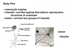ceoncytic hyphae

rhizoids

stolons