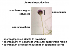 Rhizopus asexual reproductive structure

Contains columella, sporangium, and the sporiferous region