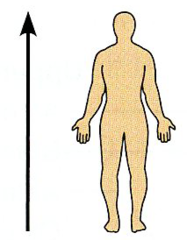 Toward the head end or upper part of a structure or the body; above. 


 


 