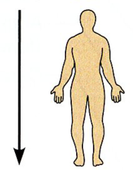 Away from the head end or toward the lower part of a structure or the body; below.