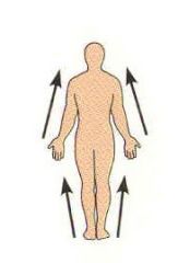 Close to the origin of the body part or the point of attachment to a limb to the body trunk. 