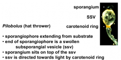Hat thrower

Carotenoid ring
Subsporangial vesicle
Sporangium