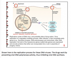 Inhibition of viral DNA polymerase