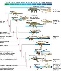This evolutionary tree shows the relationships between dinasours (the ancestors) and modern day birds ( the descendants).