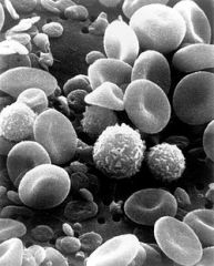 What happens to the Red and White blood cells when stressed?