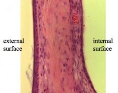 tympanic membrane