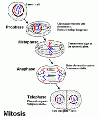 the division of the nucleus