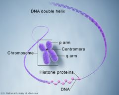 -found in the nucleus
-chromosomes are composed of DNA.