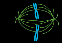 spindle fibers pull the chromatids to opposite poles during mitosis.