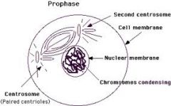 the chromatin condenses into chromosomes and spindle fibers start to form.