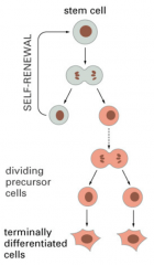 -Når en stamcelle deller sig kan begge datterceller, forblive stemceller, eller dele sig videre til en terminalt differentierede celle.
