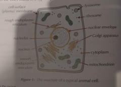 Plasma-membrane, rough endoplasmic reticulum, lysosomes, ribosomes, nuclear envolope, nucleolus, nucleus, golgi apparatus, cytoplasm, mitochondrian, and smooth enoplasmic reticulum are the organelles found inside animal cells