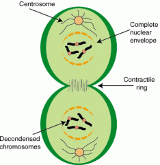 (not a part of mitosis) the cytoplasm divides producing  two identical daughter cells.