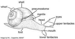 shell, respiratory pore, mantle, foot, head, eye, upper tentacles, lower tentacles, head