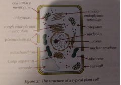 Cellulose cell wall which has plasmodesmata that are involved with exchanging substances between adjacent cells, vacuoles which are fluid filled compartments, and chloroplasts which are involved in photosynthesis