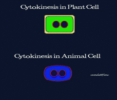 in cytokenesis for plants a cell plate forms and in animal cells a cleavage burrow forms. 

http://leavingbio.net/cell%20division.htm