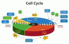 the time during which a cell grows, prepares for division, and divides to form two cells.