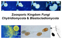 Chytridiomycota
Blastocladiomycota